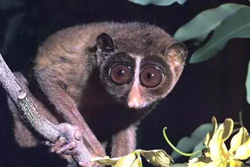 世界上最小猴种小小眼镜猴可爱大眼萌