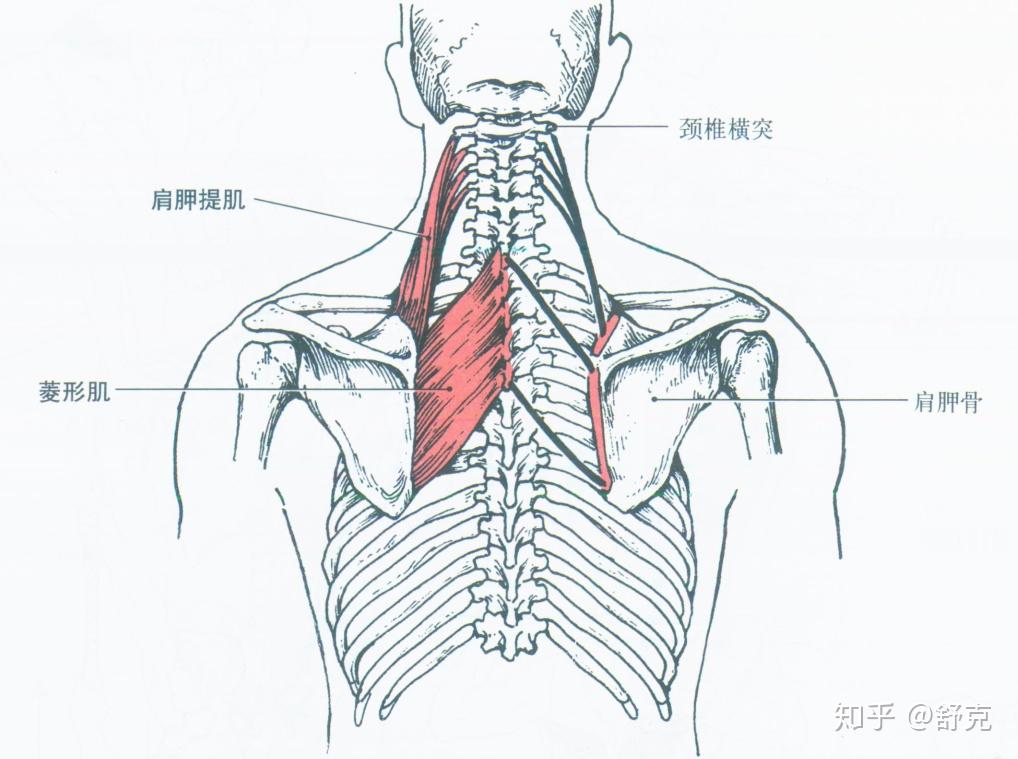 颈肩背部肌肉解剖图片图片