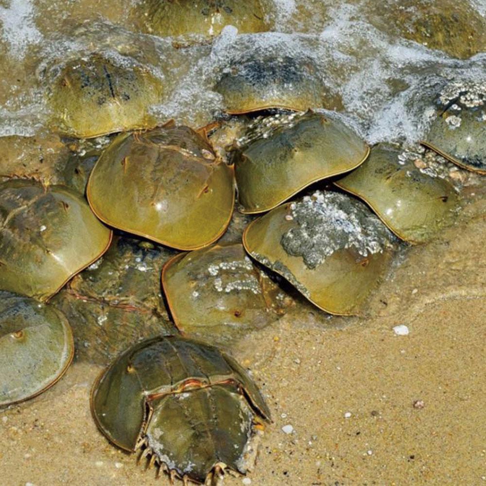 蓝色血液鲎是国家保护动物 v2-6ca23ebf8684541e20522988890f83be_1440w.jpg?source=172ae18b