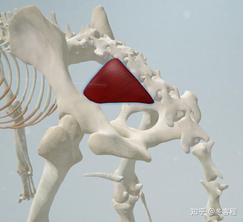 动物肌肉躯干尾部肌肉