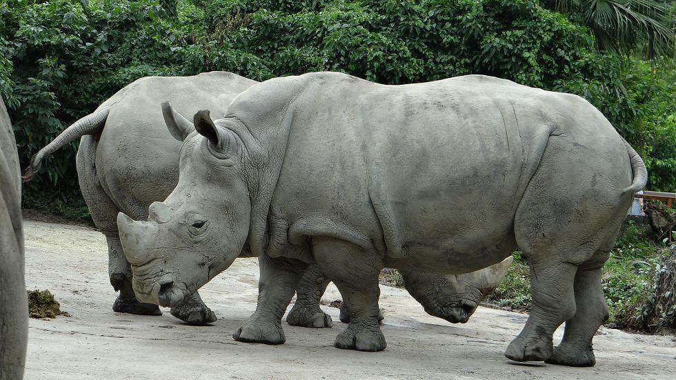 动物它唯一的天敌是人类关于犀牛的20个冷知识