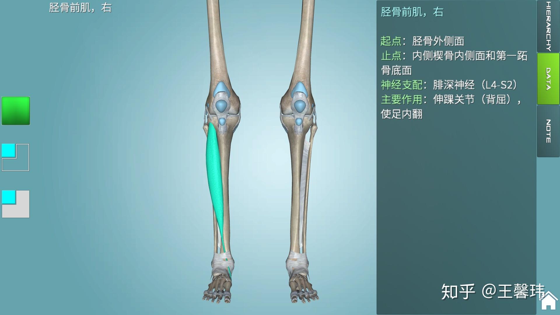 【原创】膝关节3D解剖图谱（一）
