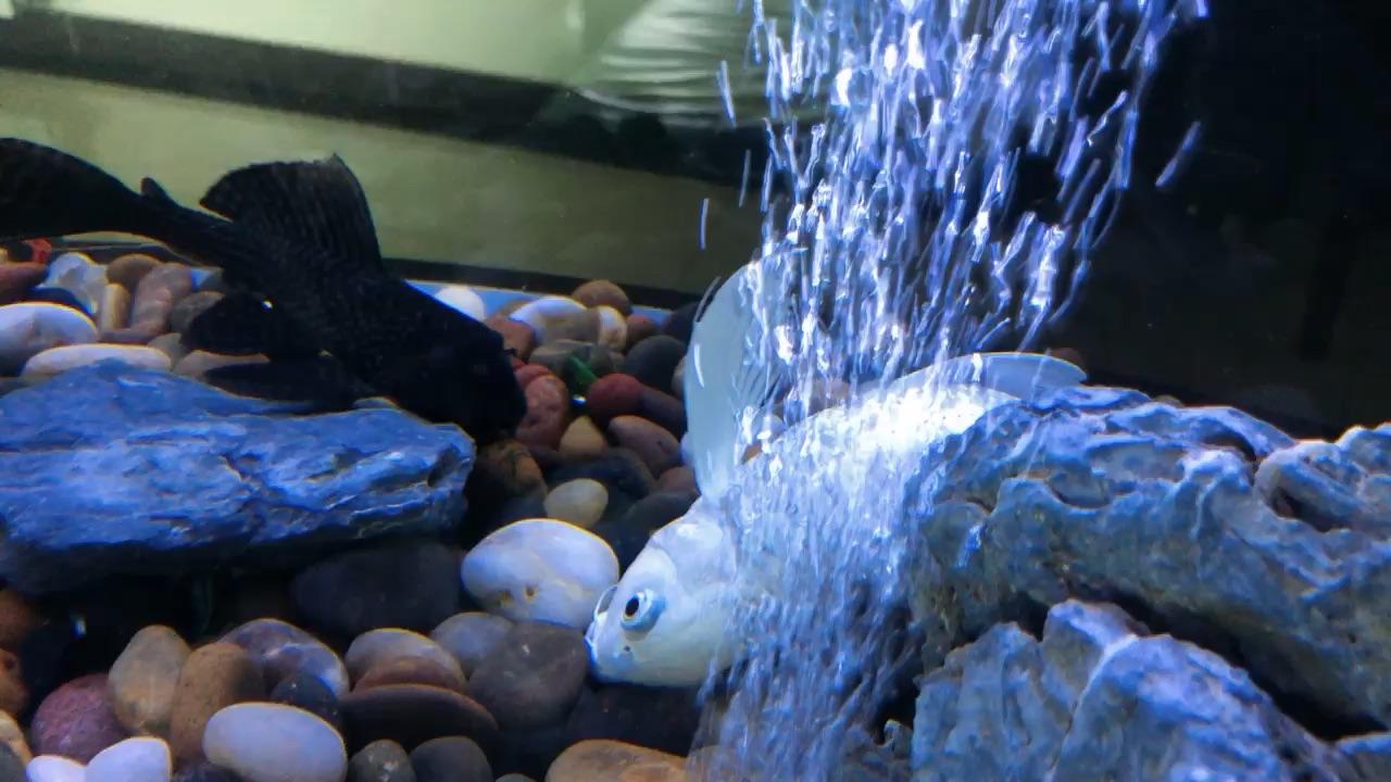 为什么金龙鱼产卵后,会把自己的卵"吃下去"?