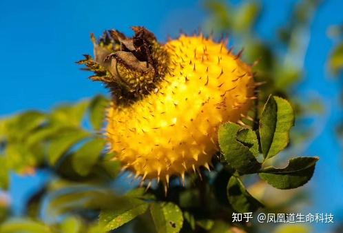 什么是刺梨？它有什么营养和功效？ - 知乎