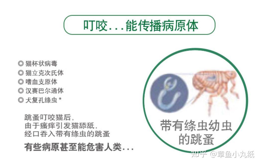 养宠后家里到处是跳蚤,有没有灭蚤的产品推荐? - 知乎