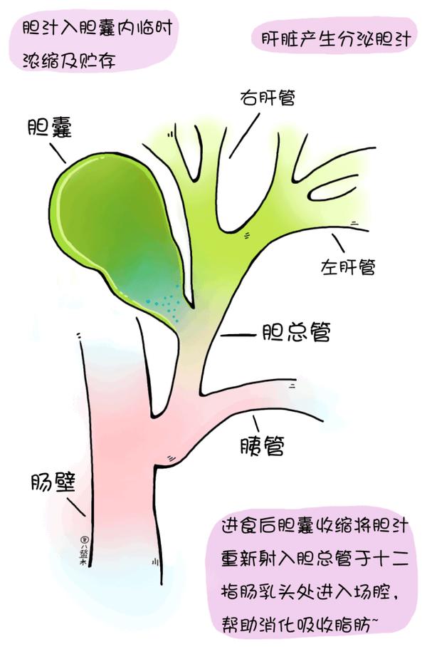 查出来胆囊结石 切还是不切 知乎