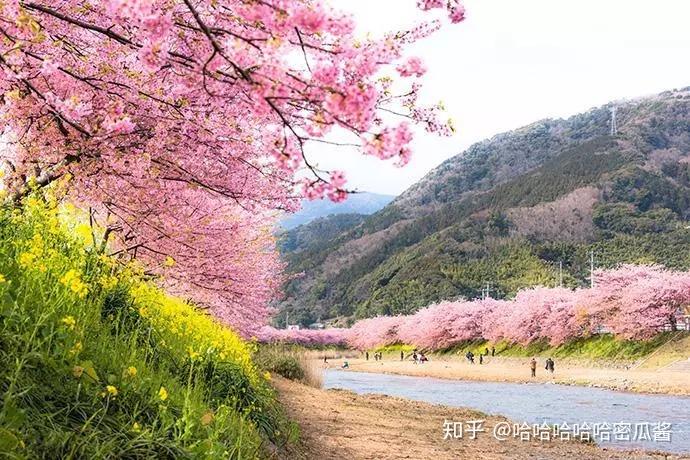 又是一年樱花季来了解一下日本早樱和晚樱吧