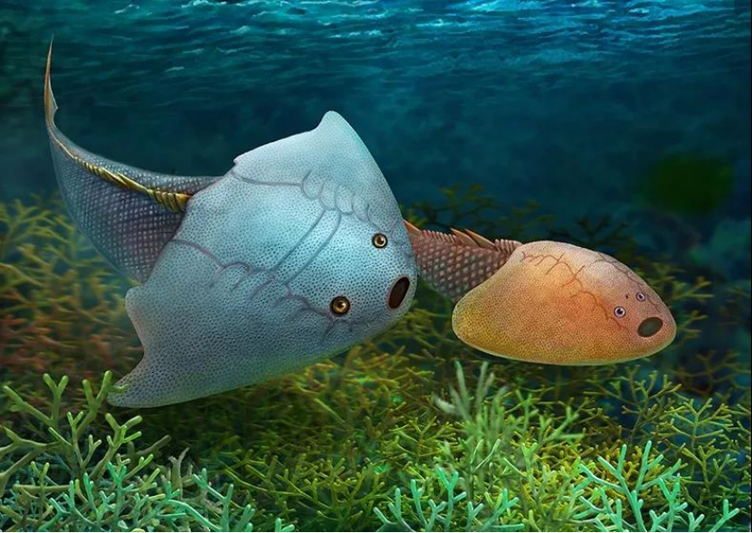 志留纪和泥盆纪是鱼类时代,无颌类和有颌类都已大量出现.