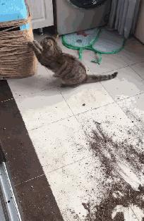 动图封面