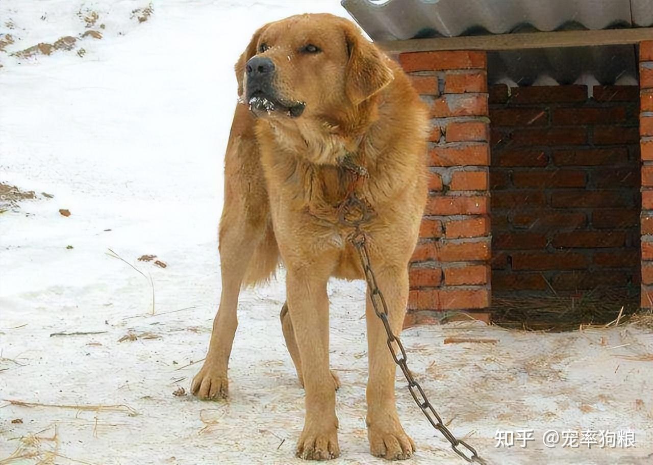 为什么喜欢东北猎犬的人越来越多网友养了就不想换狗