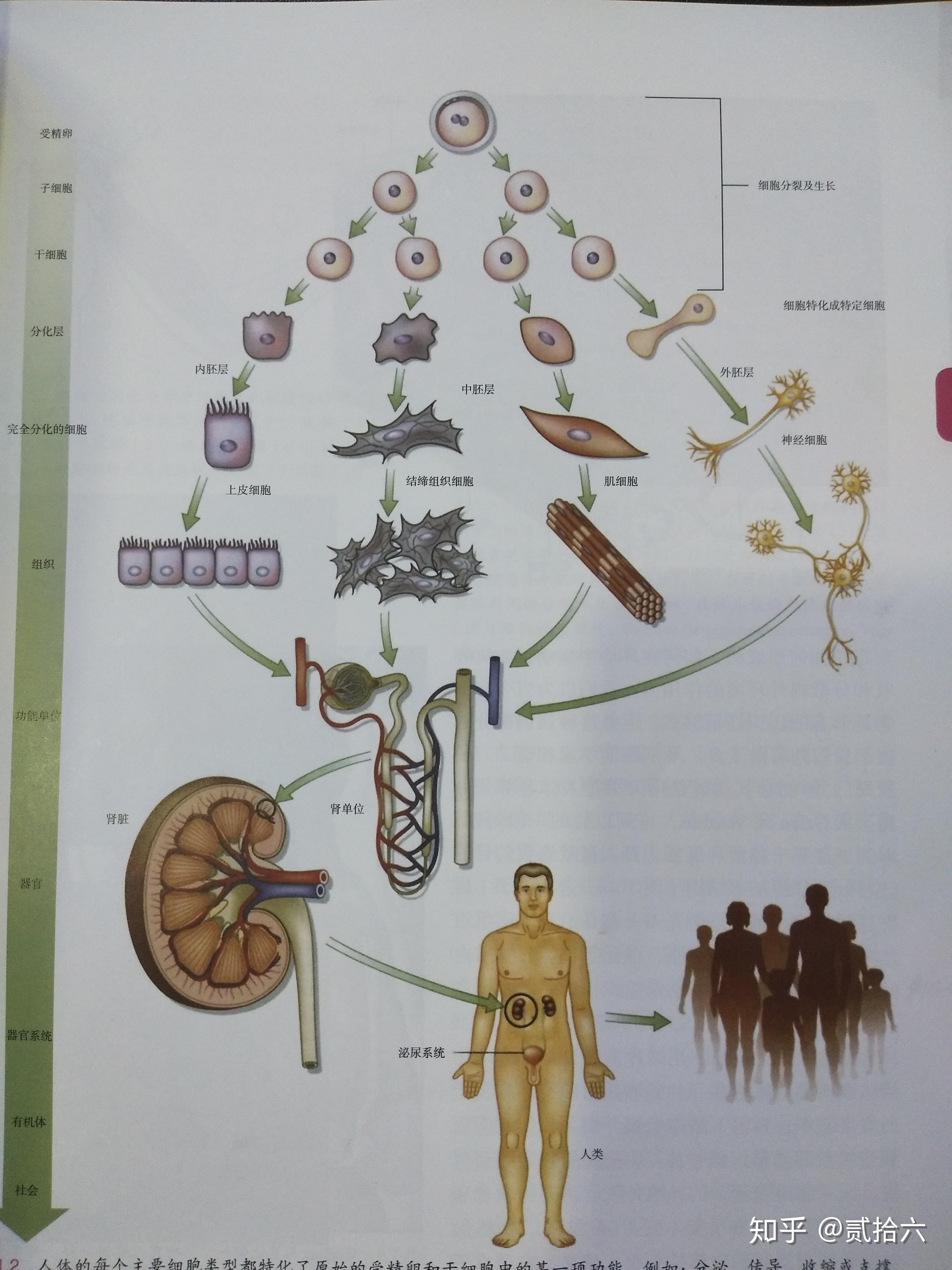 人体由细胞组成的图片图片