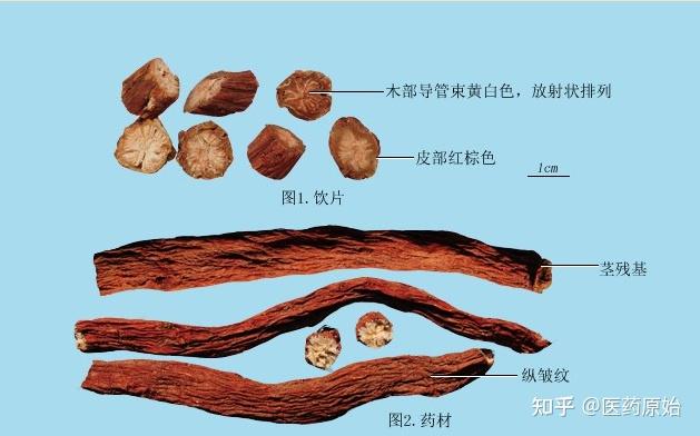 丹参鉴别图片图片