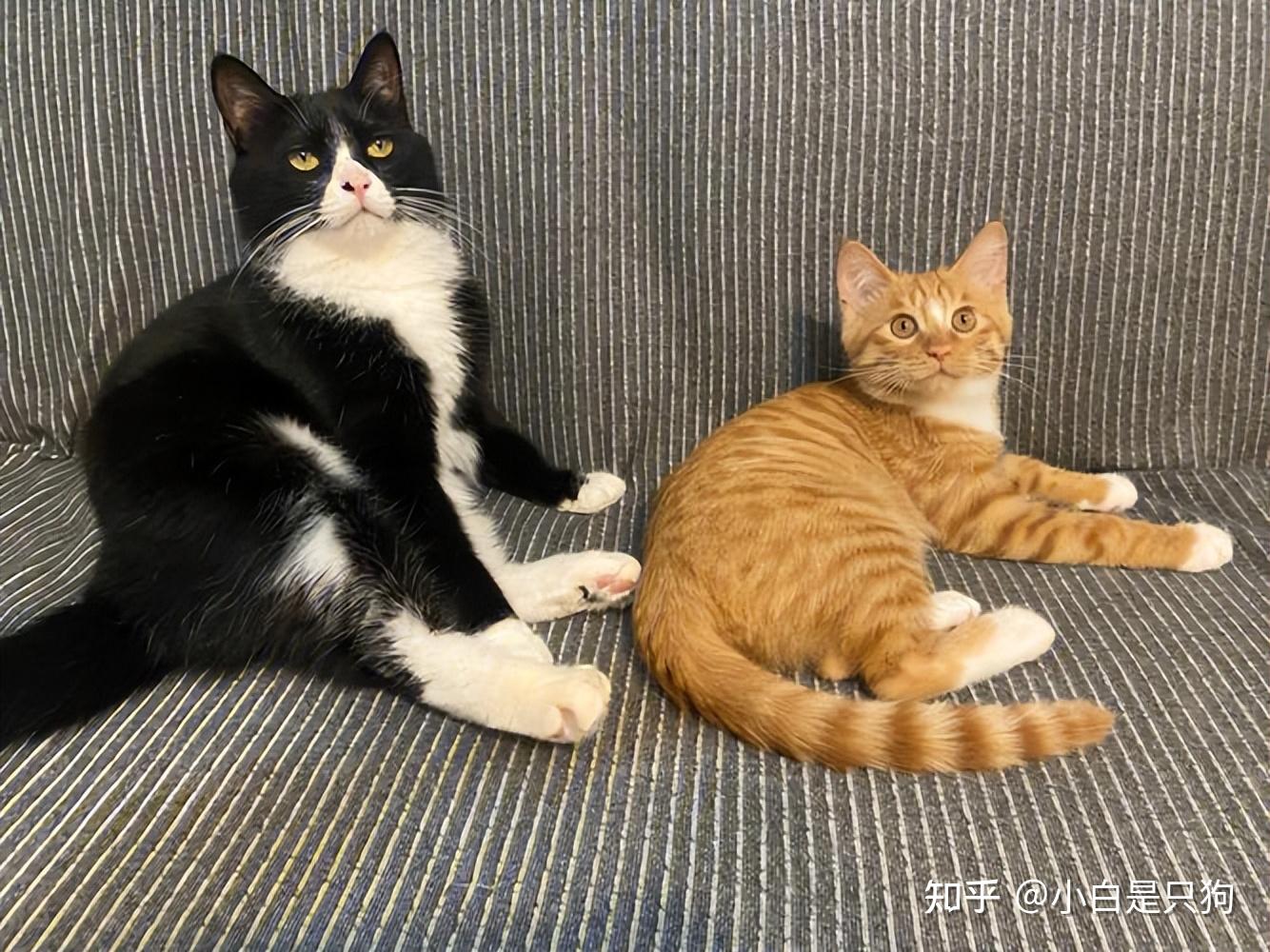 一只猫好，还是两只猫好，过来人告诉你 - 知乎