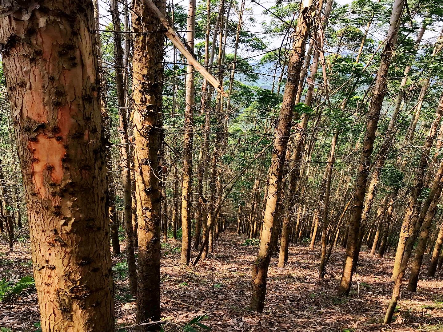 “一路狂飙”的广西桉树,走过的路都不长“草” - 知乎