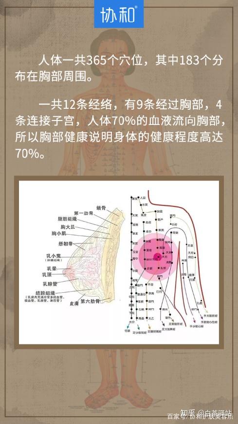 八大乳腺经络图图片