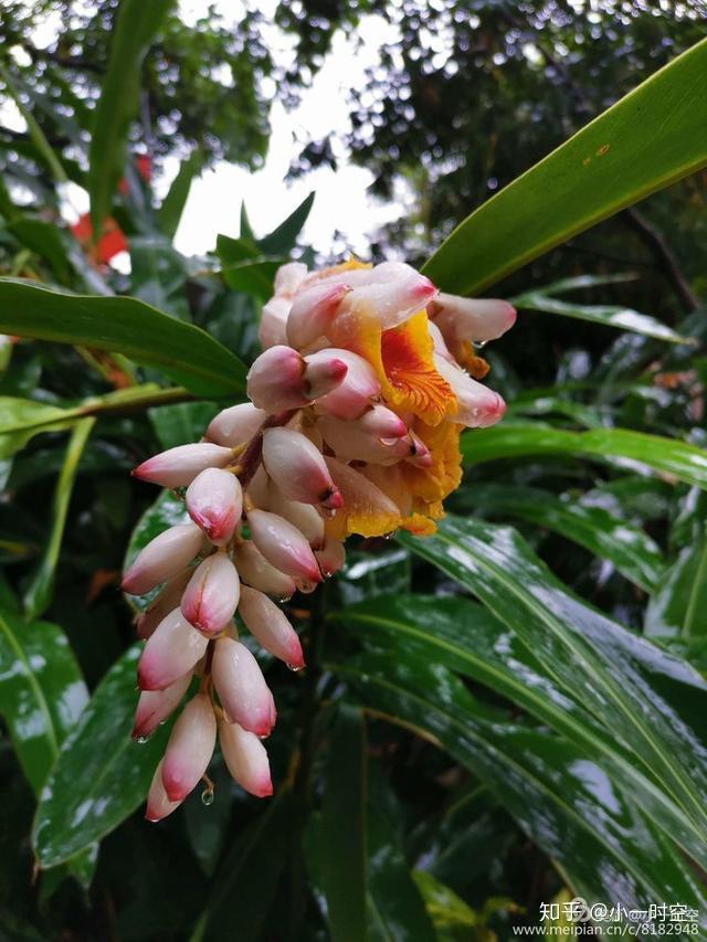 花花世界娇艳欲滴艳山姜