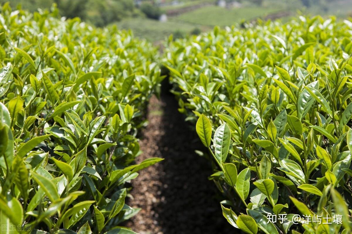 古茶树展示_中国古茶保护网
