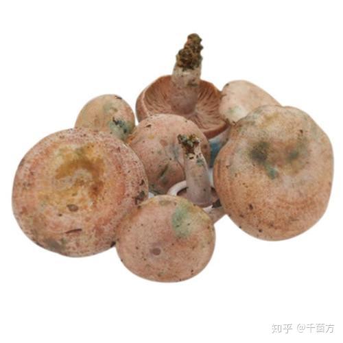 这蘑菇易发绿像长霉却是大厨的最爱
