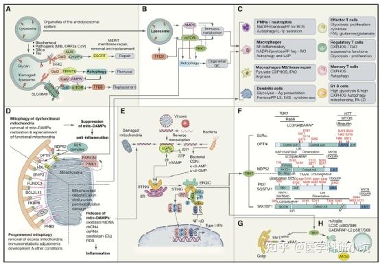 Immunity重磅综述：炎症、感染和免疫代谢中的自噬 - 知乎