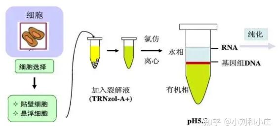 零基础sci实验篇(24)如何trizol法提取rna - 知乎