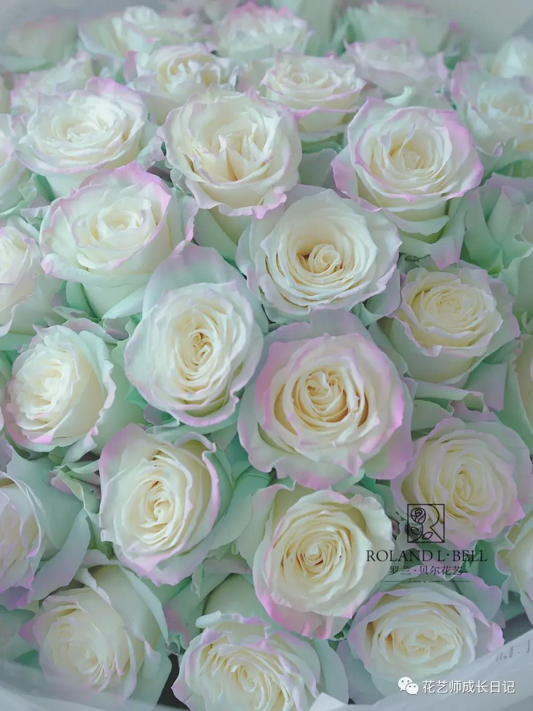 15 | 北极光玫瑰,如北极光般梦幻的颜色!