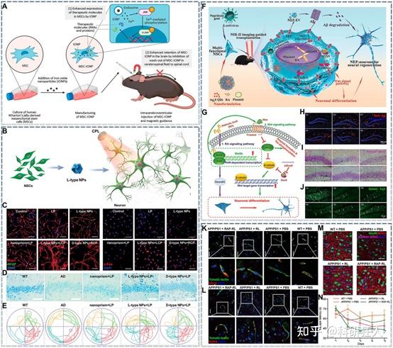 Brain-X | 广州中医药大学陈桐楷课题组:靶向病理机制的抗AD纳米药物 - 知乎