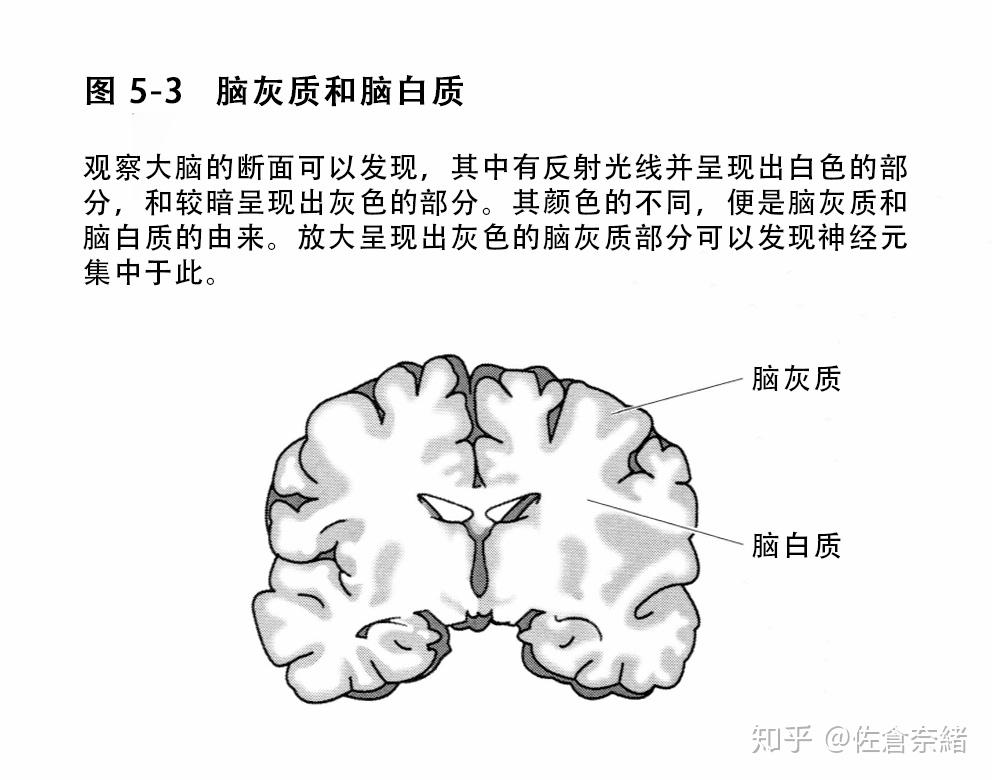 大脑中存在神经元密集形成的脑灰质,和以神经纤维为中心构建的脑白质