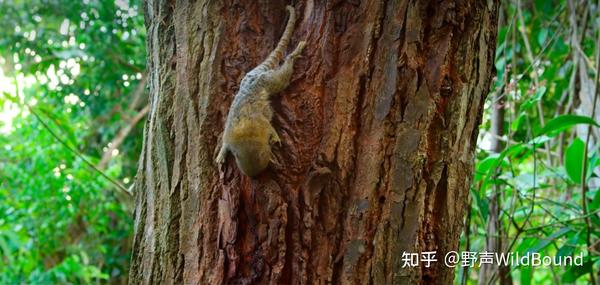 侏儒狨猴 | 手指大小的猴子如何有了“小小王国”? - 知乎