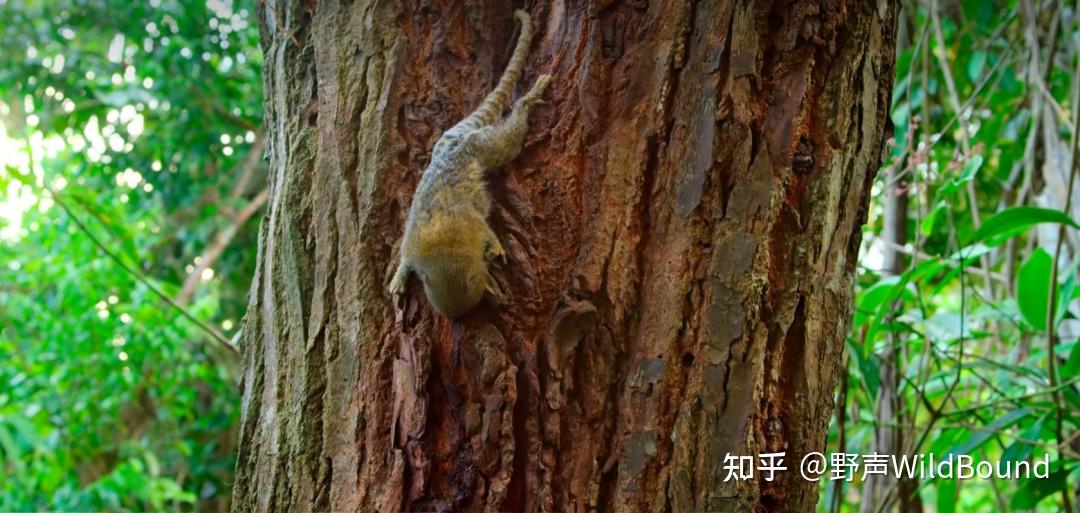 侏儒狨猴 | 手指大小的猴子如何有了“小小王国”? - 知乎