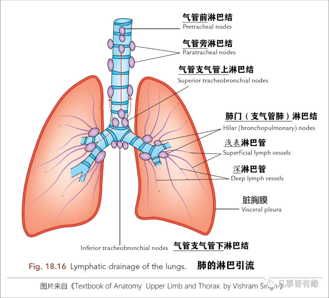 好漂亮的肺部解剖！ - 知乎