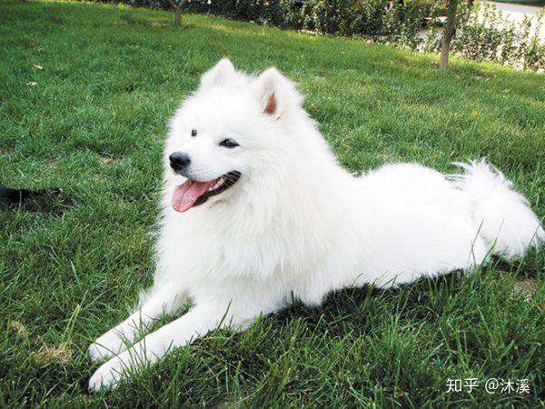 柴犬vs萨摩,蜜汁微笑与微笑天使的对抗.