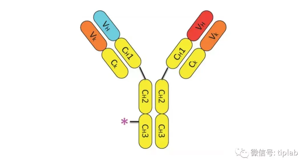 tiplab生物医药专利研究再生元全人源双特异性抗体regn1979