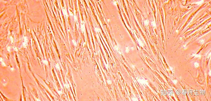 乳牙干细胞 - 知乎