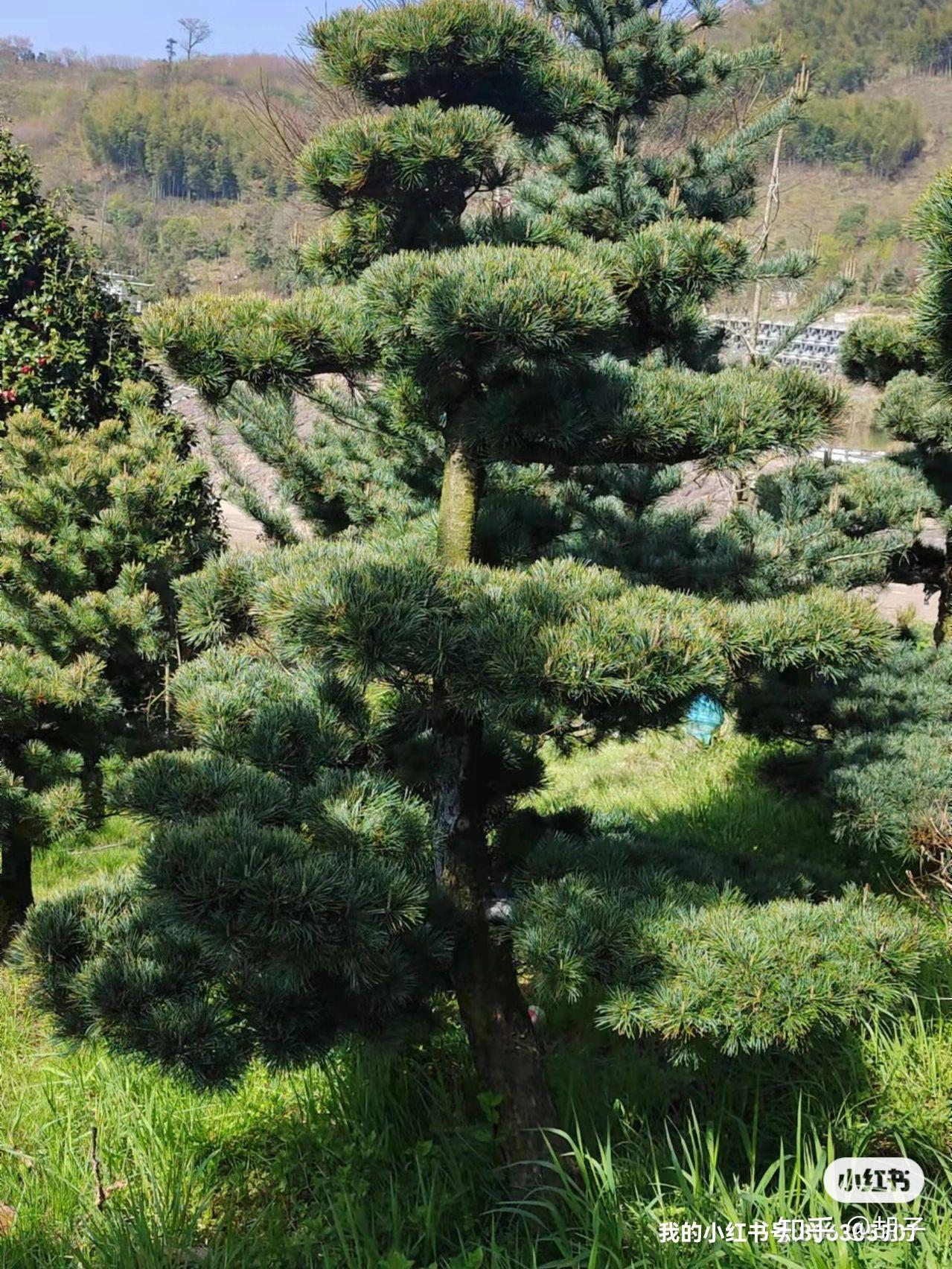 造型五针松,迎客松 - 知乎
