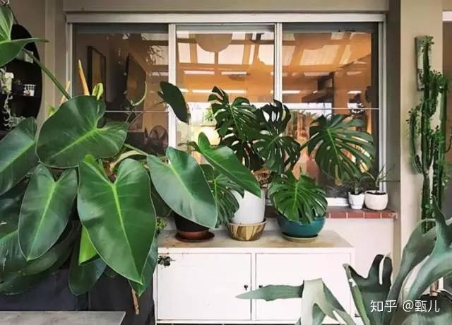 室内绿植推荐客厅龟背竹 v2-6d560c3bb757d3ae838f6c160587ea11_r.jpg