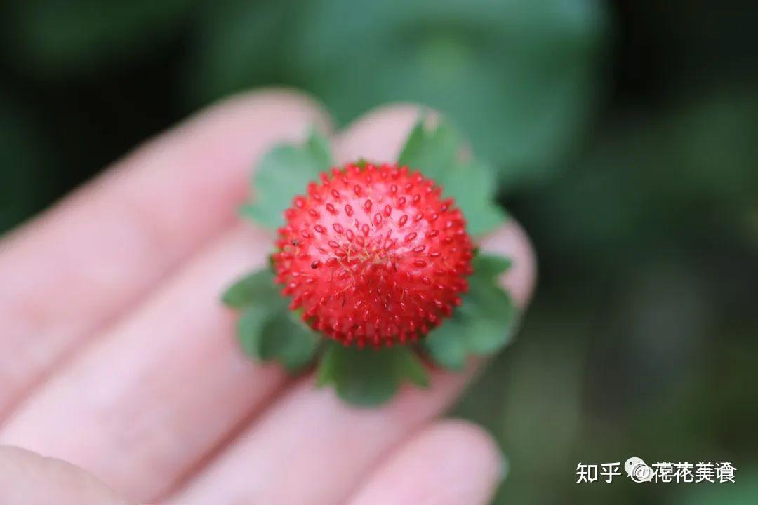 蛇莓和三叶委陵菜 - 知乎