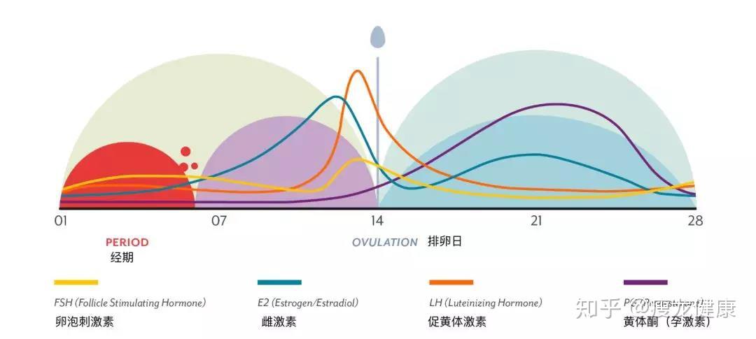全面认识雌激素