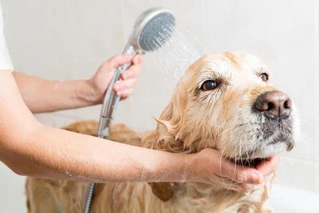 洗护篇 ▏宠物犬日常护理 