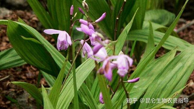 中药材白芨打什么叶面肥好？白芨壮根肥用什么好？白芨壮根根茎块膨大用“根小子”