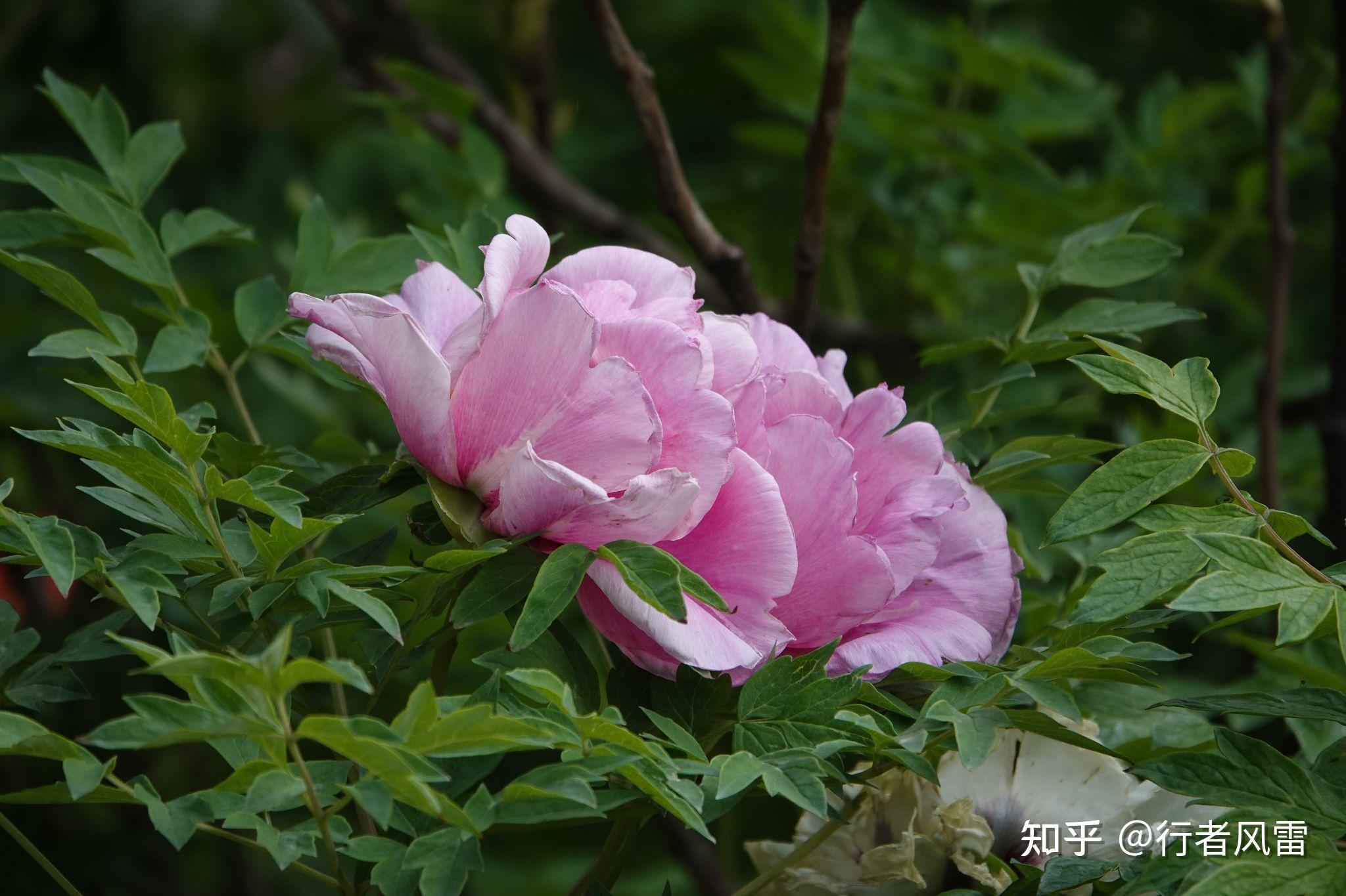 错峰赏牡丹东北花正艳