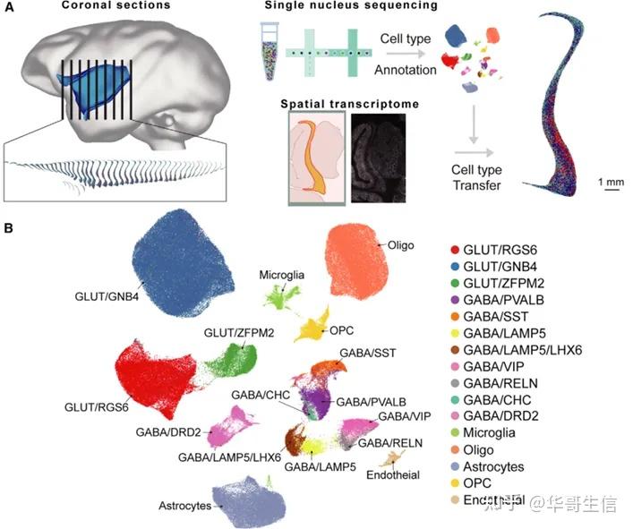 CELL丨猕猴外侧缰核的单细胞空间转录组图谱与全脑连接性---华大Stereo-seq又一篇主刊文章 - 知乎