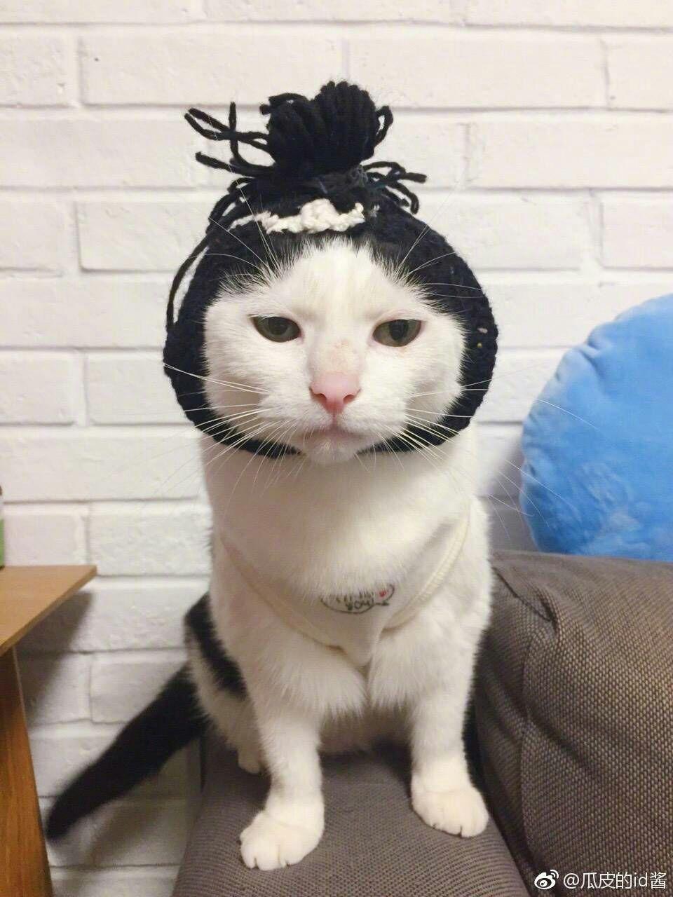 云养猫是什么样的体验? - 知乎