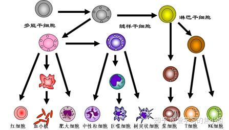 是不是人体内的全部免疫细胞 比如 T细胞 B细胞 Nk细胞 等 都统称为白细胞 人体的t细胞和b细胞 帮果网