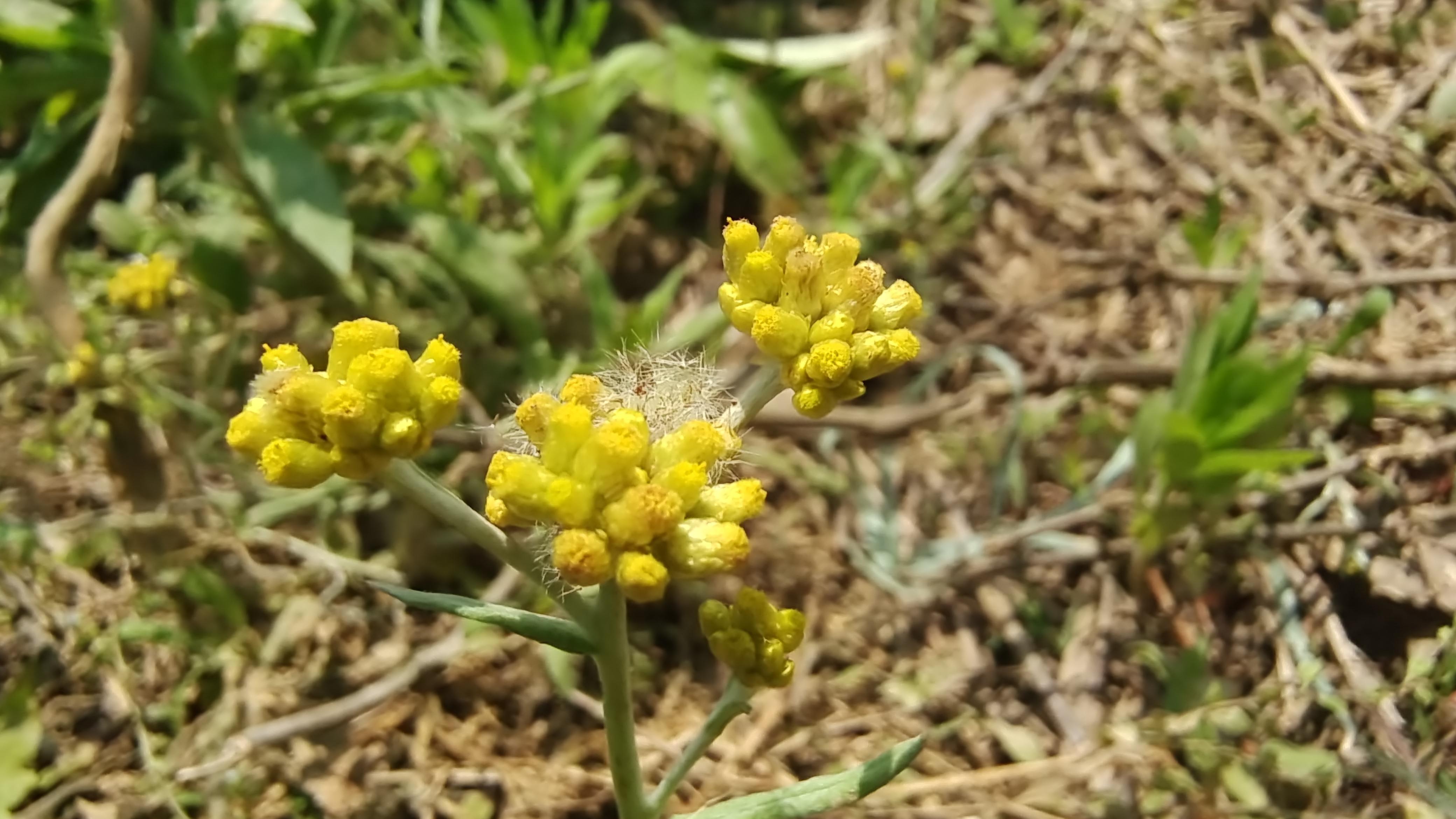 美丽吉安之赏花系列金黄的拟鼠麹草