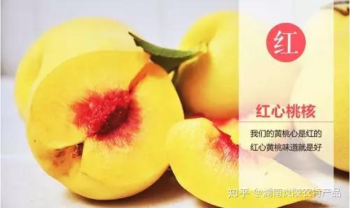 最全的炎陵黄桃介绍版