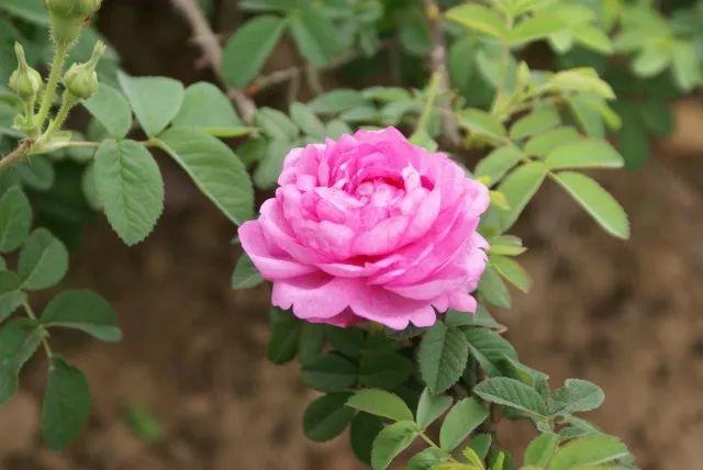 荼薇花开酒香自来