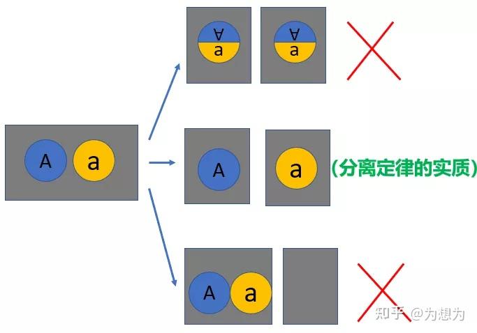 高中生物分離定律的實質