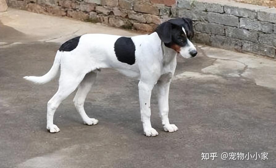 为什么喜欢“太仓猎犬”的人越来越多?网友:养了就不想换狗 - 知乎