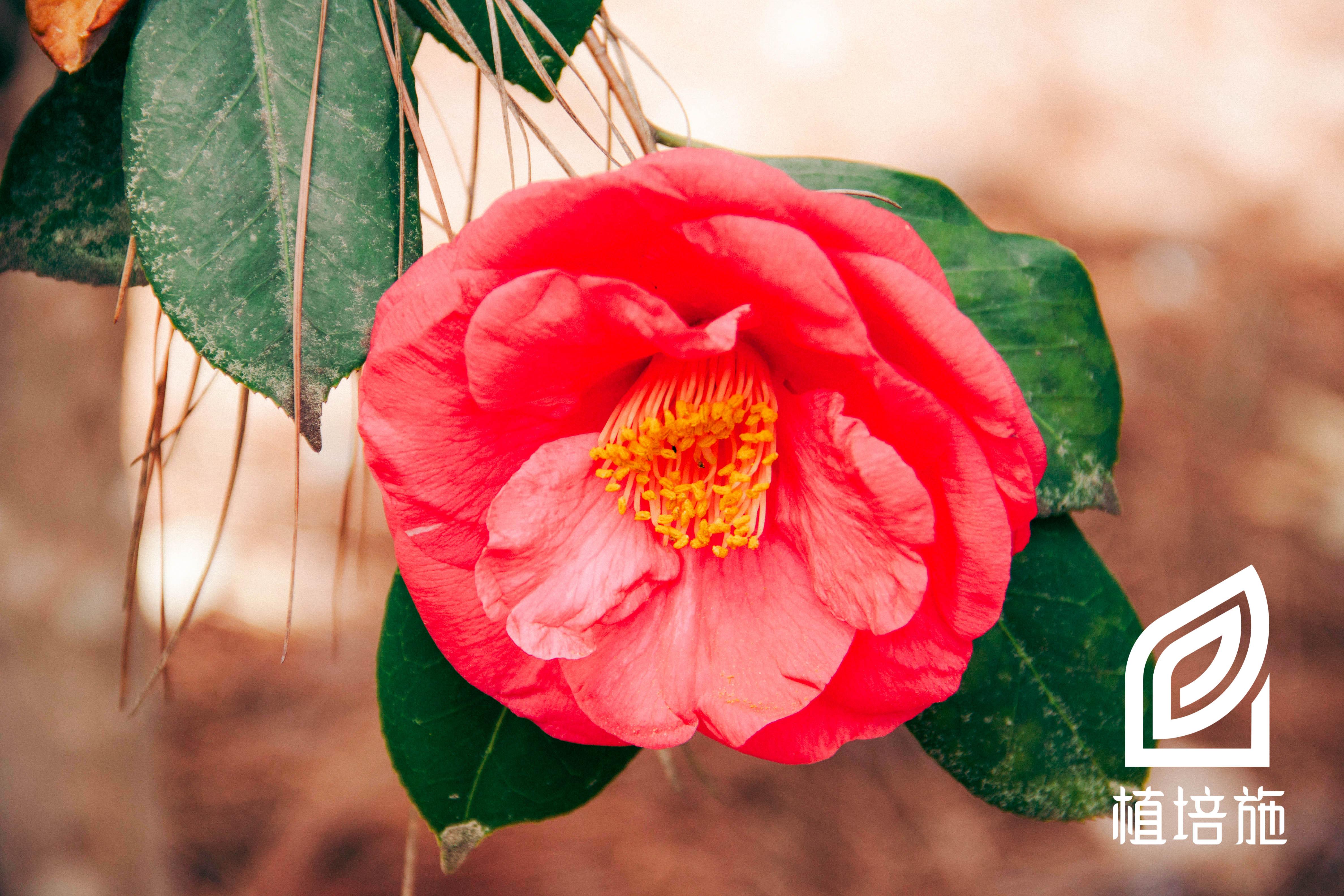 植培施 山茶camellia Japonica 常绿灌木类栽培手册 知乎