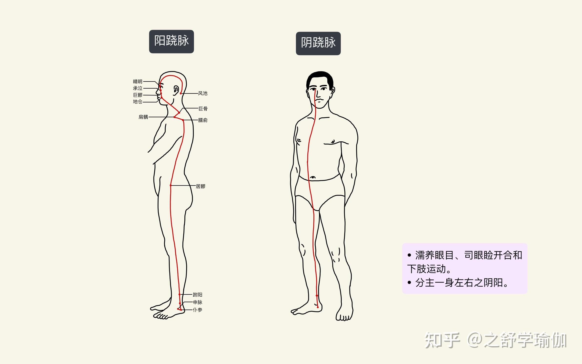 总结瑜伽如何作用到十二经络